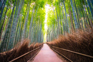 Forest Tour